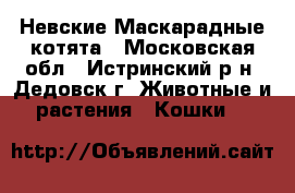 Невские Маскарадные котята - Московская обл., Истринский р-н, Дедовск г. Животные и растения » Кошки   